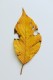 personal_leaf2025_10