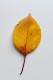 personal_leaf2025_19