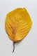 personal_leaf2025_20