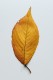 personal_leaf2025_21
