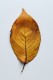 personal_leaf2025_23