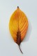 personal_leaf2025_27
