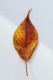 personal_leaf2025_32