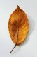 personal_leaf2025_34