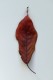 personal_leaf2025_35