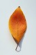 personal_leaf2025_36