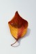 personal_leaf2025_37