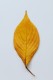 personal_leaf2025_39