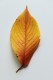 personal_leaf2025_4