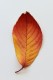 personal_leaf2025_40