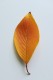 personal_leaf2025_5