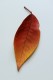 personal_leaf2025_8
